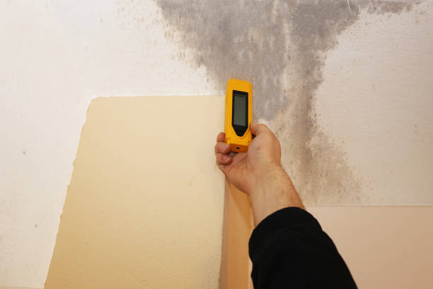 Best Comprehensive Air Testing for Mold Contaminants  in Deland, FL