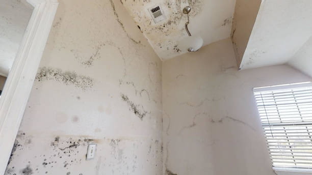 Best Asbestos and Lead Testing During Mold Inspection  in Deland, FL