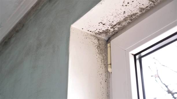 Best Industrial Mold Remediation  in Deland, FL