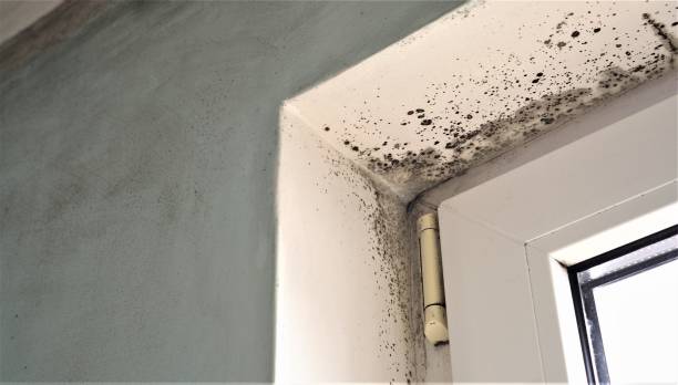 Best Mold Remediation for Healthcare Facilities  in Deland, FL