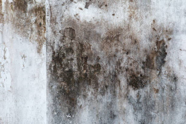 Best HVAC Mold Inspection and Cleaning  in Deland, FL