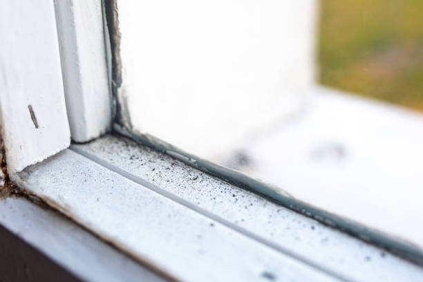 Best Mold Damage Restoration  in Deland, FL