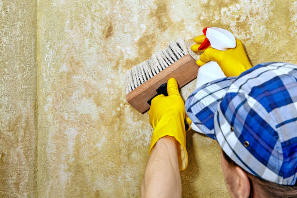 Best Basement Mold Removal  in Deland, FL