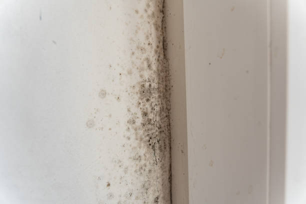 Best Residential Mold Inspection & Testing  in Deland, FL