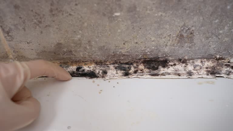 Best Forensic Mold Investigation  in Deland, FL