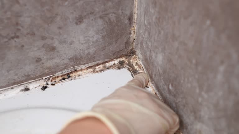 Reliable Deland, FL Mold Removal Solutions